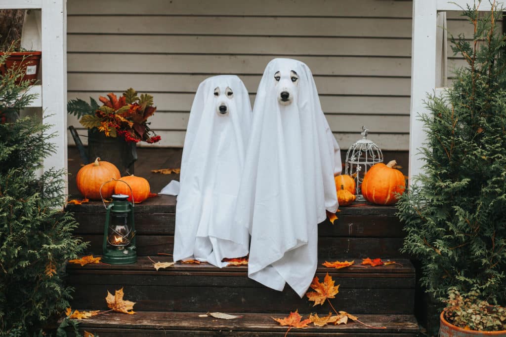 Halloween Hysteria - The Market’s Trick is Your Treat